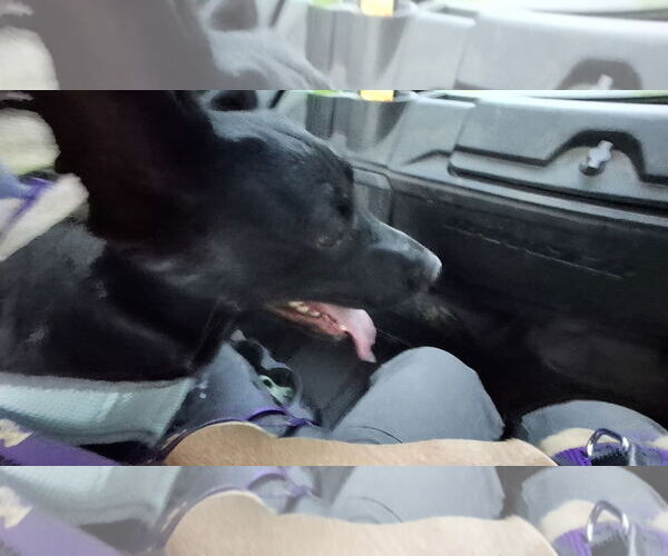 Medium Photo #32 Chiweenie Puppy For Sale in Sebec, ME, USA