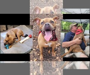 American Boston Bull Terrier Dogs for adoption in Lexington Park, MD, USA