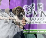 Small #6 Boxer Mix