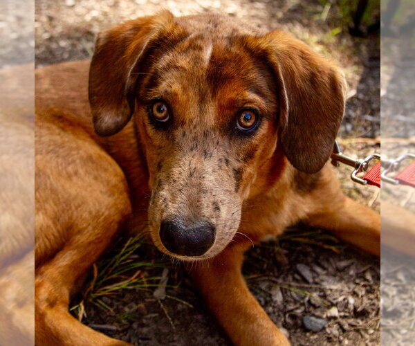 Medium Photo #3 Mutt Puppy For Sale in Canton, CT, USA