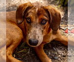 Small Photo #3 Mutt Puppy For Sale in Canton, CT, USA