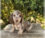 Small #2 Dachshund