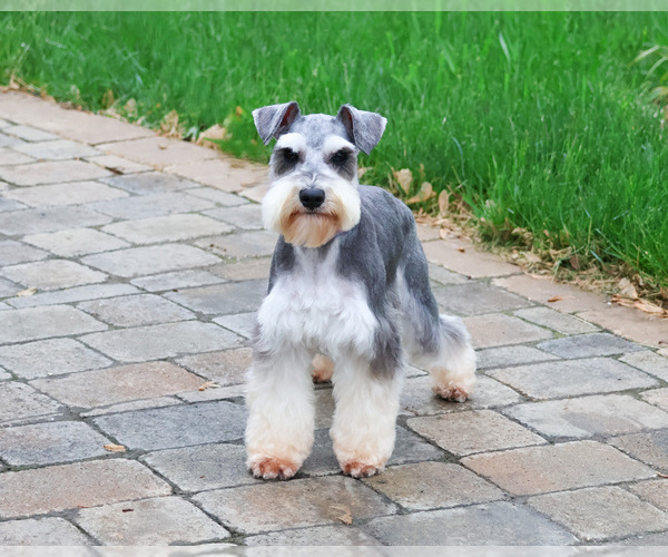 Medium Photo #1 Schnauzer (Miniature) Puppy For Sale in SYRACUSE, IN, USA