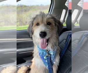 Mutt Dogs for adoption in Springdale, PA, USA