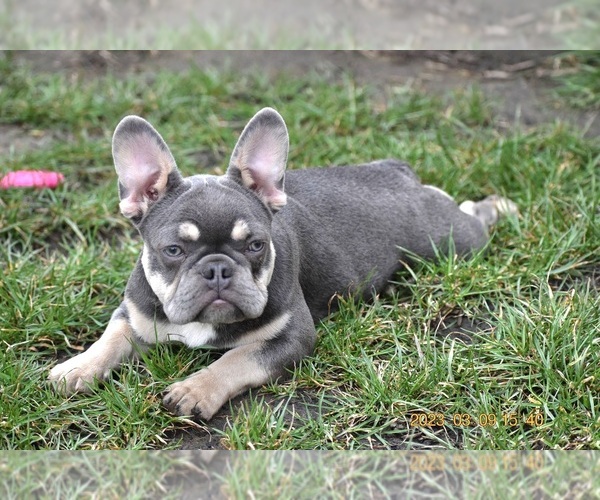 Medium Photo #3 French Bulldog Puppy For Sale in Dombrad, Szabolcs-Szatmar-Bereg, Hungary