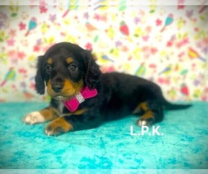 Dachshund Puppy for sale in WINNSBORO, LA, USA