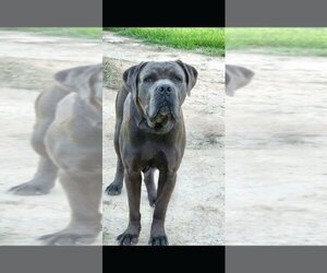 Father of the Cane Corso puppies born on 06/04/2022