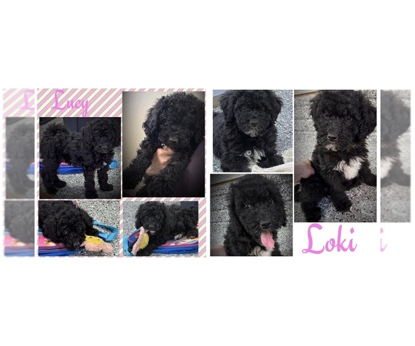 Medium Photo #1 Goldendoodle mix (+ Poodle Miniature) Puppy For Sale in ANKENY, IA, USA