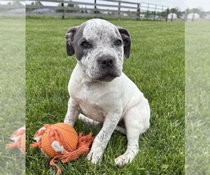 American Bulldog Puppy for sale in MIDDLEBURY, IN, USA