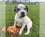 Image preview for Ad Listing. Nickname: Stella