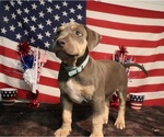 Puppy Puppy 1 Light B American Bully