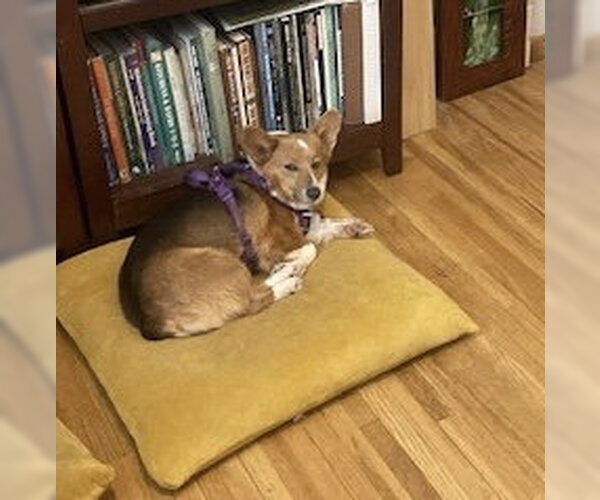 Medium Photo #3 Mutt Puppy For Sale in St. Louis Park, MN, USA