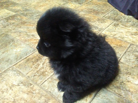 Medium Photo #3 Pomeranian Puppy For Sale in CLYDE, NC, USA