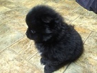 Small Photo #3 Pomeranian Puppy For Sale in CLYDE, NC, USA