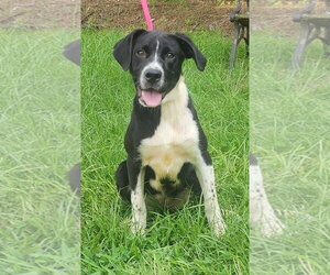 Labrador Retriever-Unknown Mix Dogs for adoption in Wetumpka, AL, USA