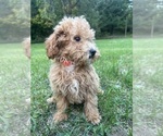 Image preview for Ad Listing. Nickname: Mini poodles