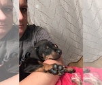 Small Photo #7 Doberman Pinscher Puppy For Sale in HORTONVILLE, WI, USA