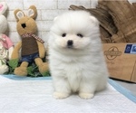 Small Photo #4 Pomeranian Puppy For Sale in NEW YORK, NY, USA