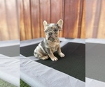 Small Photo #4 French Bulldog Puppy For Sale in OCEANSIDE, CA, USA