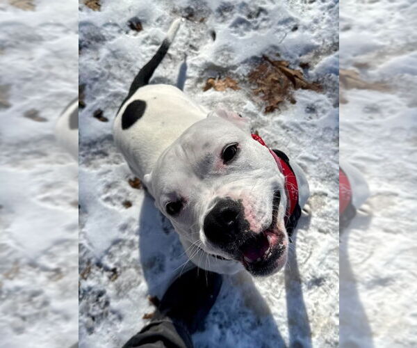Medium Photo #7 American Bulldog-Unknown Mix Puppy For Sale in Minneapolis, MN, USA