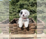 Small Photo #3 Miniature Bernedoodle Puppy For Sale in GOSHEN, IN, USA