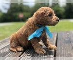 Small Photo #8 Goldendoodle Puppy For Sale in KISSIMMEE, FL, USA