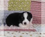 Small Photo #46 Miniature Australian Shepherd Puppy For Sale in HARRISON, OH, USA