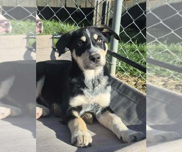 Medium Photo #5 Alaskan Malamute Puppy For Sale in Aurora, IN, USA
