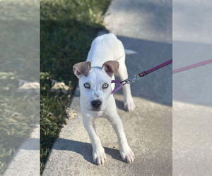 Siberian Husky-Unknown Mix Dogs for adoption in GILBERTS, IL, USA