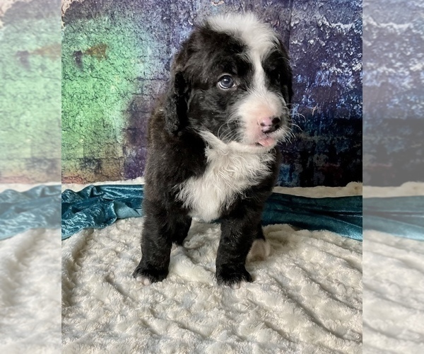 Medium Photo #11 Miniature Australian Shepherd-Miniature Bernedoodle Mix Puppy For Sale in BLUE SPRINGS, MO, USA