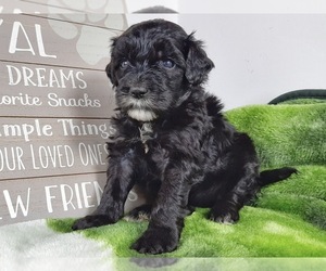 Sheepadoodle Puppy for sale in CEDAR GAP, MO, USA