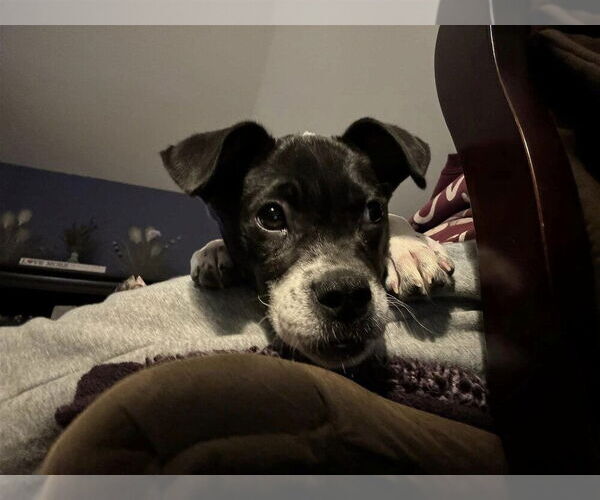 Medium Photo #1 American Pit Bull Terrier-Unknown Mix Puppy For Sale in New York, NY, USA