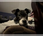 Small American Pit Bull Terrier Mix