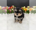 Small #1 Morkie