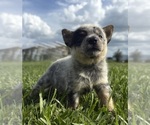 Small #3 Australian Cattle Dog