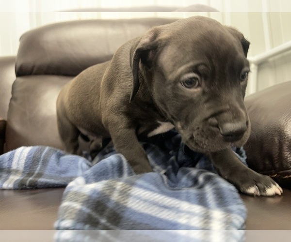 Medium Photo #36 American Bully Puppy For Sale in REESEVILLE, WI, USA