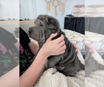 Puppy 2 Chinese Shar-Pei