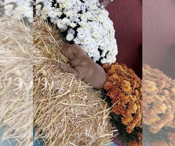 Medium Photo #26 Labrador Retriever Puppy For Sale in LEASBURG, MO, USA