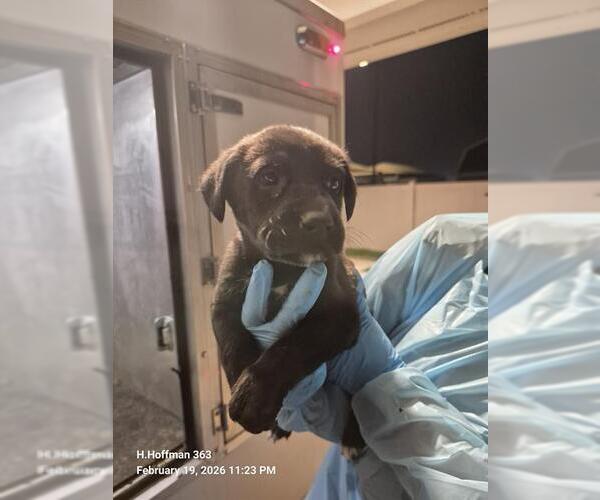 Medium Photo #1 Doberman Pinscher-Unknown Mix Puppy For Sale in San Antonio, TX, USA