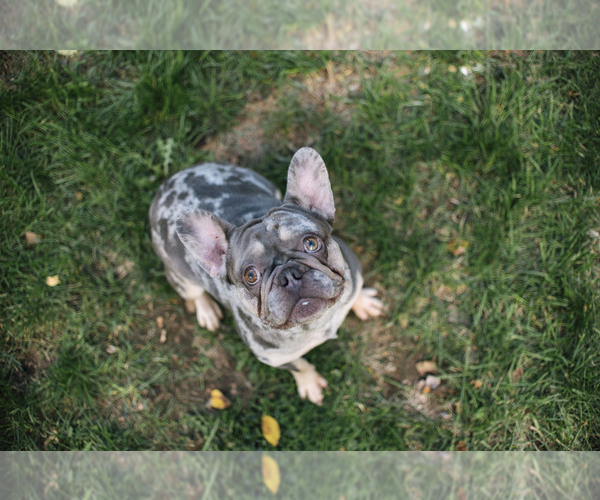 Medium Photo #1 French Bulldog Puppy For Sale in FORT WAYNE, IN, USA