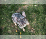 Small Photo #1 French Bulldog Puppy For Sale in FORT WAYNE, IN, USA