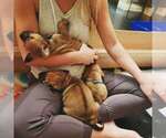 Small Photo #5 Rhodesian Ridgeback Puppy For Sale in OCEANSIDE, CA, USA