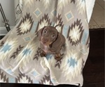 Small #4 Dachshund