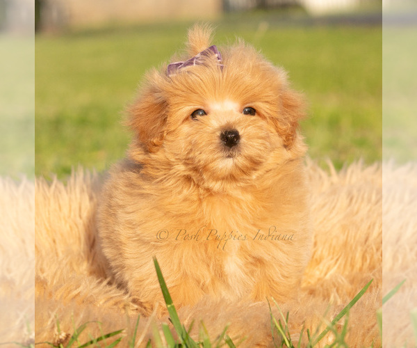 Medium Photo #48 Maltipoo (Toy) Puppy For Sale in WARSAW, IN, USA