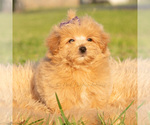 Small Photo #48 Maltipoo (Toy) Puppy For Sale in WARSAW, IN, USA