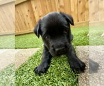 Small Labrador Retriever Mix