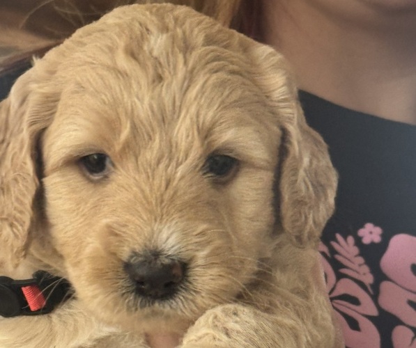 Medium Photo #1 F2 Aussiedoodle-Goldendoodle Mix Puppy For Sale in SENECA, SC, USA
