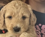 Small F2 Aussiedoodle-Goldendoodle Mix
