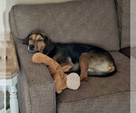 Small #1 Mutt