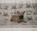 Small Photo #82 French Bulldog Puppy For Sale in TACOMA, WA, USA